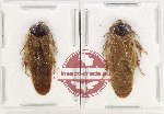 Scientific lot no. 133 Blattodea (2 pcs)