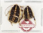 Scientific lot no. 134 Blattodea (2 pcs)