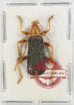 Pacholatkoa sp. 2