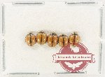 Scientific lot no. 157 Coccinelidae (5 pcs)