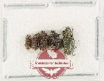 Scientific lot no. 1041 Curculionidae (5 pcs)