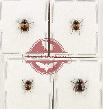 Scientific lot no. 100XA Chrysomelidae (4 pcs - 1 pc A-)