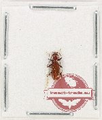Cerambycidae sp. 113