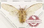 Cicadidae sp. 87 (A2)