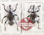 Scientific lot no. 1046 Curculionidae (2 pcs A2)