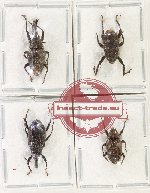 Scientific lot no. 1044 Curculionidae (4 pcs A-, A2)