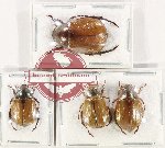 Scientific lot no. 412 Rutelinae (4 pcs)