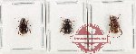 Scientific lot no. 278 Melolonthinae (3 pcs)