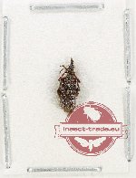 Scientific lot no. 107 Attelabidae (1 pc)