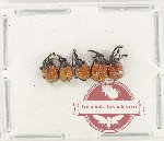 Scientific lot no. 105 Attelabidae (5 pcs)