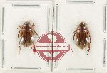 Scientific lot no. 217 Dytiscidae (2 pcs - 1 pc A2)