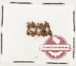 Anthicidae Scientific lot no. 51 (19 pcs)