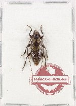 Cerambycidae sp. 111