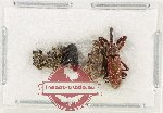 Scientific lot no. 1010XA Curculionidae (5 pcs)