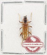 Cerambycidae sp. 114