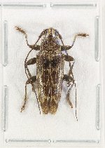 Tmesisternus sp. 24