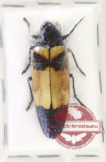 Chrysochroa miribella (A-)