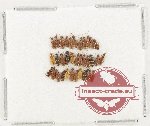 Anthicidae Scientific lot no. 52 (34 pcs)