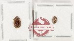 Scientific lot no. 26 Ostomidae (2 pcs)