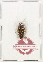 Astraeus (s.str.) obscurus