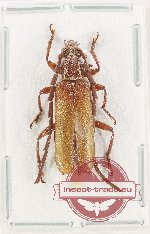 Coptopterus sp. 18 (A2)