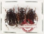 Scientific lot no. 280 Melolonthinae (3 pcs)