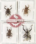 Scientific lot no. 1043 Curculionidae (4 pcs - 2 pcs A2)