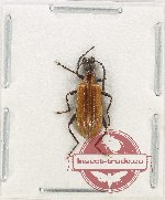 Tenebrionidae sp. 11X (A-)
