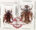 Scientific lot no. 284 Melolonthinae (2 pcs)
