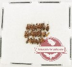 Anthicidae Scientific lot no. 53 (27 pcs)
