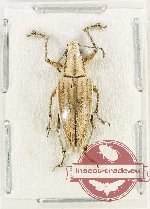 Curculionidae sp. 172