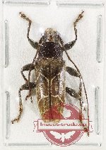 Tmesisternus sp. 23 (A-)