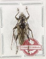 Trigonoptera sp. 10 (A-)