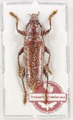Cerambycidae sp. 110