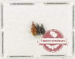 Scientific lot no. 106 Attelabidae (3 pcs)