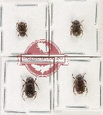 Scientific lot no. 279 Melolonthinae (4 pcs)