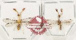 Scientific lot no. 16 Neuroptera (Mantispidae) (2 pcs)