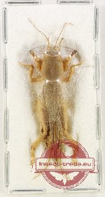 Gryllotalpidae sp. 10
