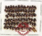 Scientific lot no. 1471 Heteroptera (Cydnidae) (70 pcs)