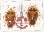 Scientific lot no. 1459 Heteroptera (2 pcs)