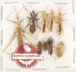 Scientific lot no. 1469 Heteroptera (10 pcs)