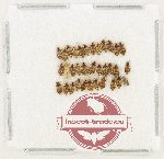 Scientific lot no. 1479 Heteroptera (34 pcs)