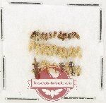 Scientific lot no. 1477 Heteroptera (31 pcs)