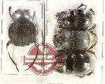 Scientific lot no. 1025 Coprophaga (4 pcs A2)
