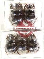 Scientific lot no. 1023 Coprophaga (5 pcs)