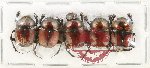 Scientific lot no. 1014 Coprophaga (5 pcs)