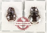 Scientific lot no. 1055 Coprophaga (Onthophagus sloanei) (2 pcs)