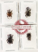 Scientific lot no. 1033 Coprophaga (4 pcs)