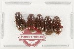 Scientific lot no. 1034 Coprophaga (5 pcs)