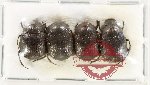 Scientific lot no. 1030 Coprophaga (4 pcs A2)